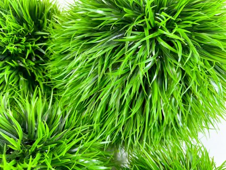 картинка Самшит "Осока" №2 от магазина KALINA