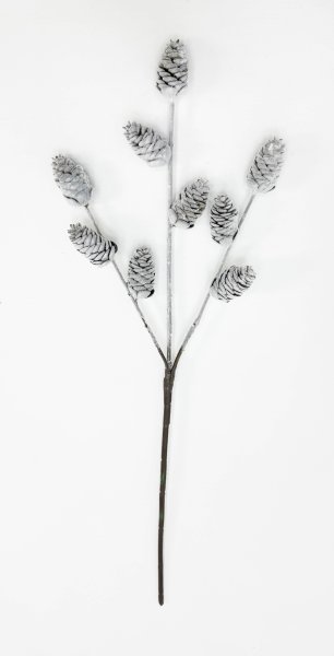 Ветка с сосновыми шишками