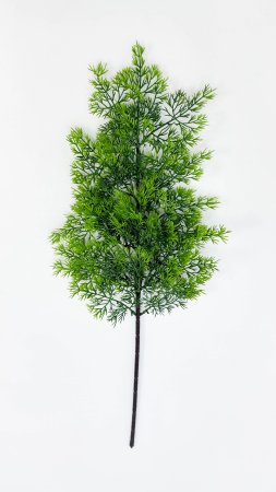 картинка Туя "Летняя пора" 2 от магазина KALINA