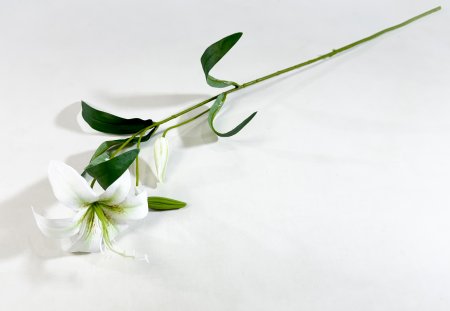 Лилия "Неженка" белая