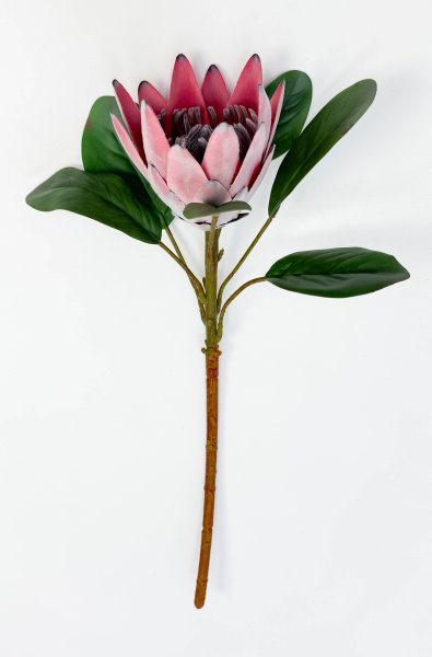 Протея артишоковая "Мадиба"