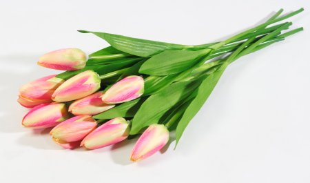 Тюльпан Былина