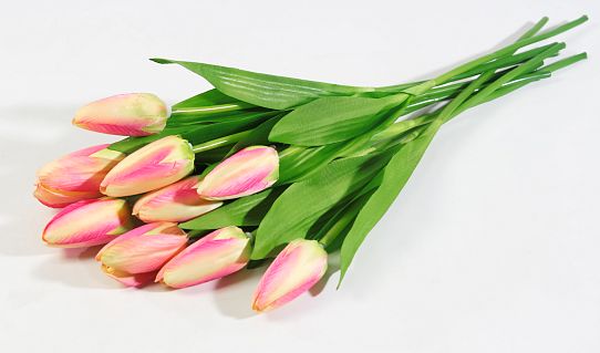 Тюльпан "Былина" от магазина KALINA являющийся официальным дистрибьютором в России 