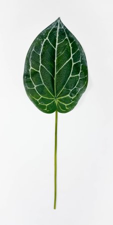 картинка Антуриум Хрустальный  от магазина KALINA