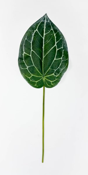 картинка Антуриум Хрустальный  от магазина KALINA