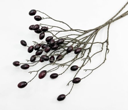 Ветка оливы с темно-бордовыми плодами