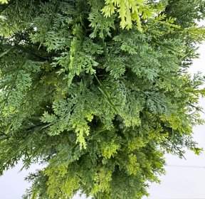 Туя Брабант 180 см