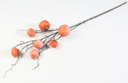 Ветка с плодами хурмы