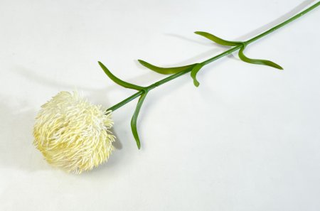 Гвоздика свело-желтая