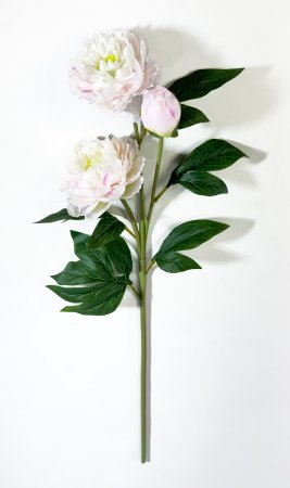 Ветка пиона Феликс Суприм светло-розовая