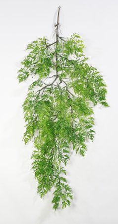 картинка Азиялат ампельный от магазина KALINA