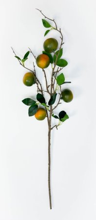 Ветка зеленых мандарин 5 плодов