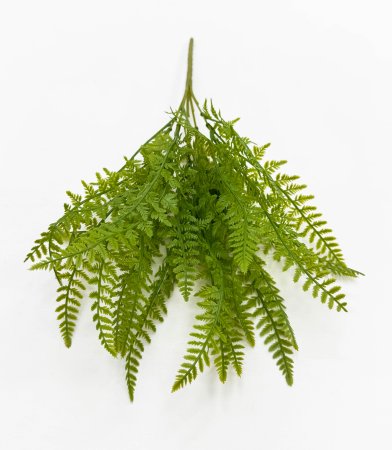 картинка Нефролепис возвышенный от магазина KALINA