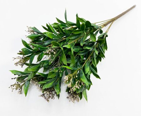 Каланхоэ фиолет