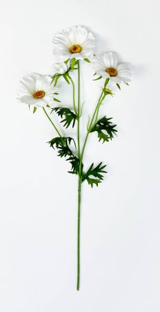 Георгин белый 3 цветка