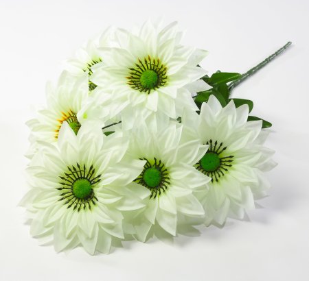 Георгин с зеленой тычинкой 6 цветков