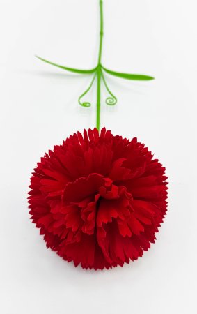 Хризантема штучная крупная