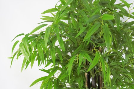 Куст бамбука с густой кроной 180 см