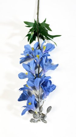 Дельфиниум с крупными соцветиями голубой