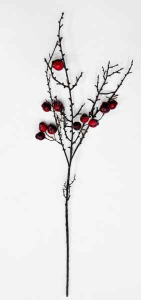 Ветка с алыми плодами эвкалипта