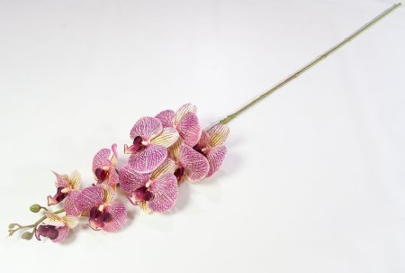 Ветка орхидеи 38
