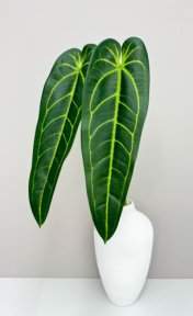 Антуриум "Варока лето"