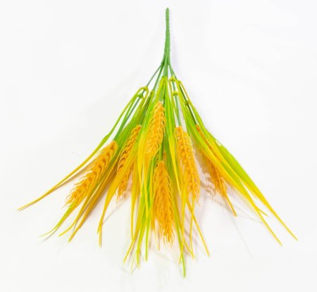 Пшеничка полевая