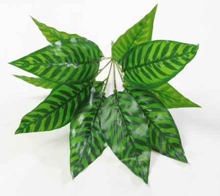 картинка Калатея макоя от магазина KALINA