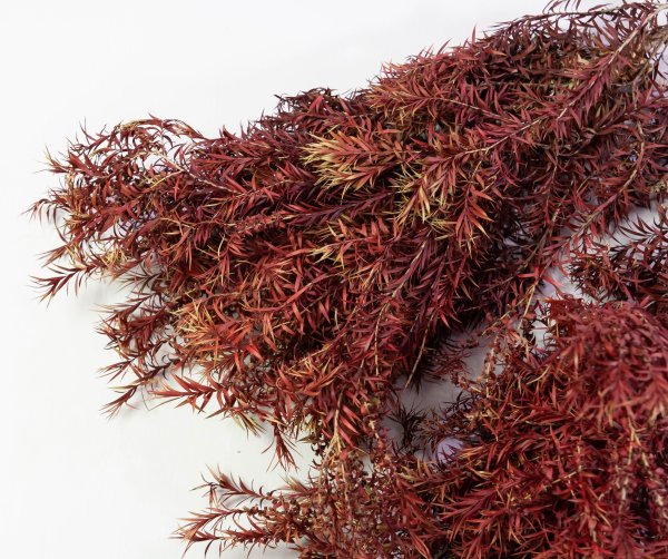 Чайное дерево 1