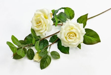 Роза "Радмира" белая