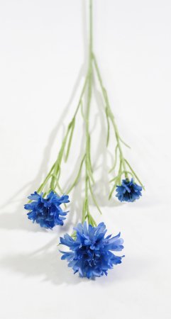 Василек синий