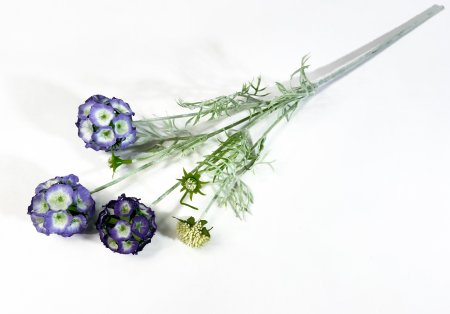 Скабиоза звездчатая фиолетовая