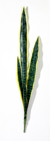 картинка Лист сансевиерии со светло-желтой каймой 2 от магазина KALINA