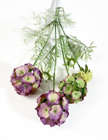 Скабиоза звездчатая фиолет