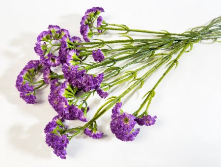 Статица фиолетовая