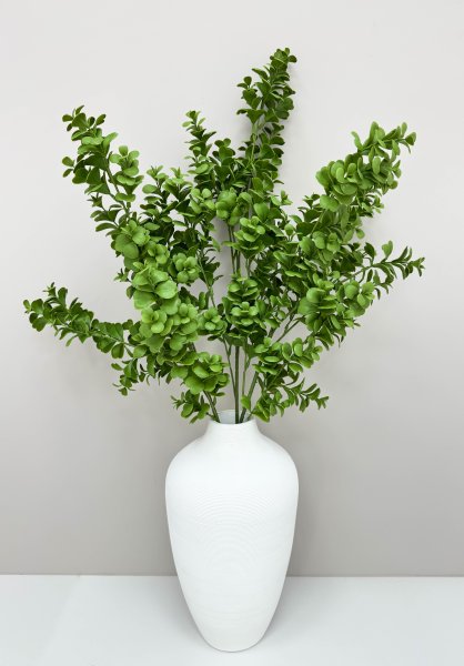 картинка Пеперомия высокая от магазина KALINA