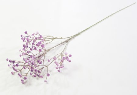 Ветка гипсофилы сиреневая