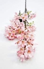 Сакура мелкопильчатая светло-розовая