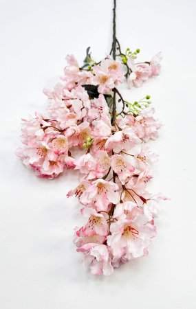 Сакура мелкопильчатая светло-розовая