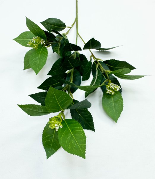 картинка Калина лавровидная  от магазина KALINA