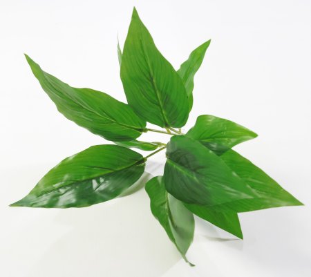 картинка Аглаонема зеленая от магазина KALINA