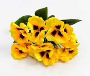 Фиалка "Крылья бабочки" 10 цветков