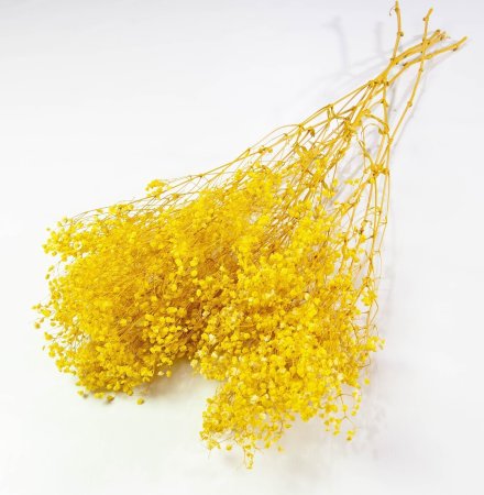 Гипсофила 2