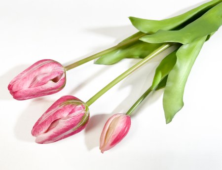 Тюльпан Пепл Принц розовый (2+1)