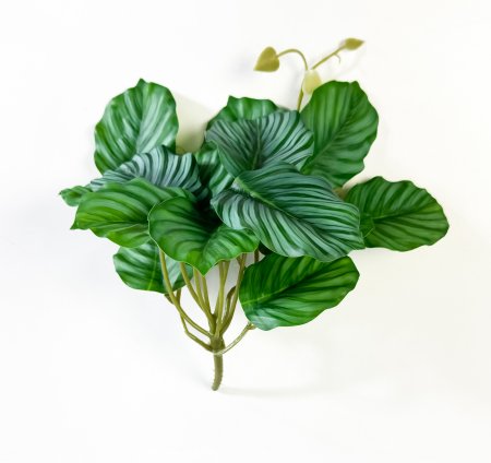 картинка Орбифолия малая от магазина KALINA