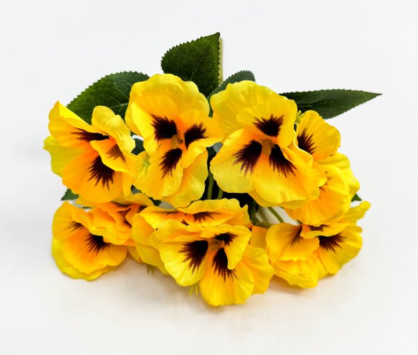 Фиалка "Крылья бабочки" 10 цветков