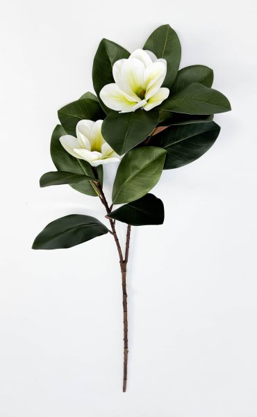 Ветка магнолии с белым цветком