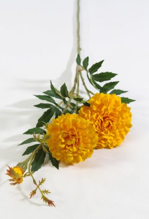 Шафран оранжевый