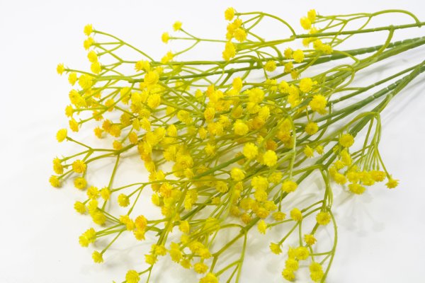 Ветка гипсофилы "Желтая"