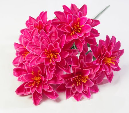 Георгин "Вилена" 7 цветков